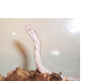 Snow Corn