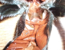 B. Emilia molt