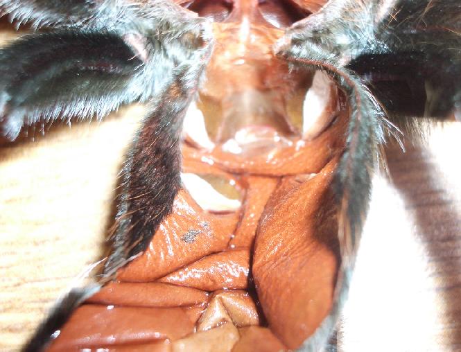 B. Emilia molt