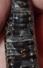 Pituophis
