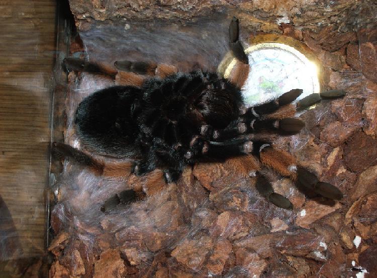 B. Emilia molt