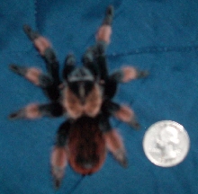 B.Emilia