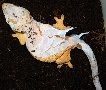 shedding sucks