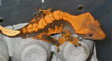 orange on gray update