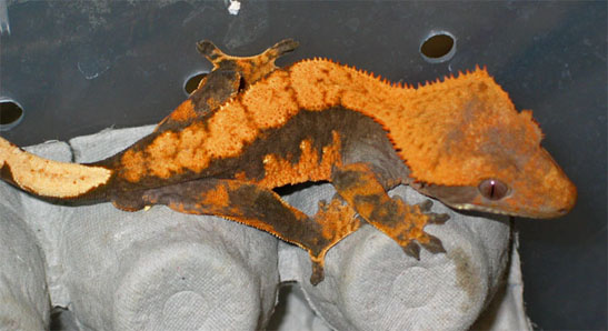 orange on gray update