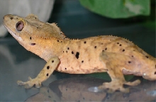 melon spot