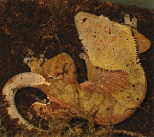 nesting