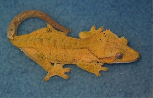 orange girl