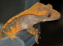 orange on grey