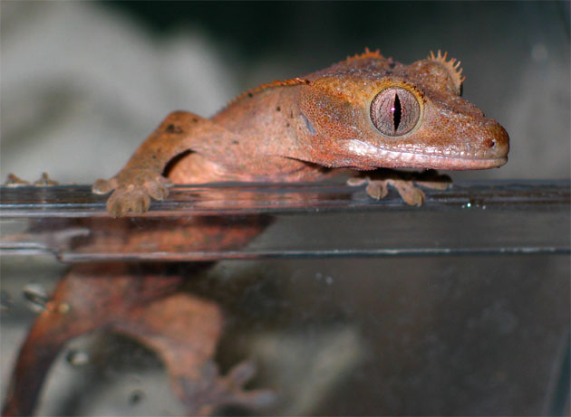 odd little one