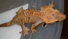 subadult female