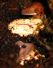 hatching
