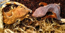 hatched