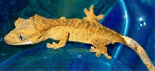 yellow tiger