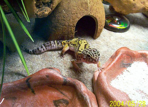 Asia after a shed