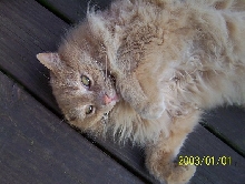 Boo Cat