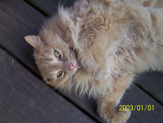 Boo Cat