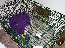 Dublins cage