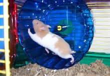 Pearl The Hamster:)