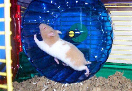 Pearl The Hamster:)