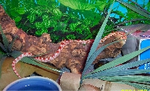 Recent Pic of my Russia