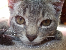 Zoey Closeup