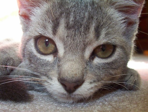 Zoey Closeup