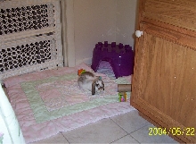 Dublin in his playroom