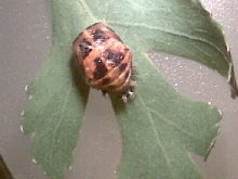 Ladybug pupa