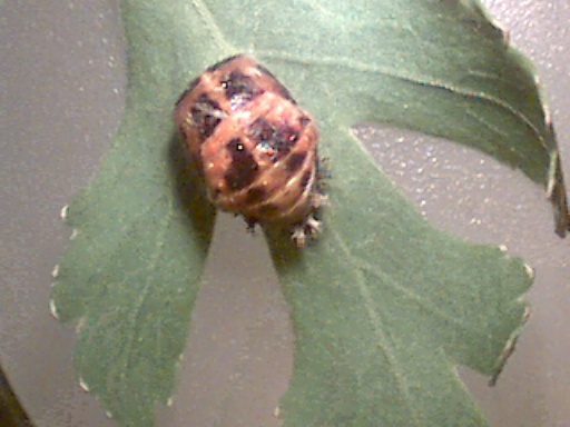Ladybug pupa