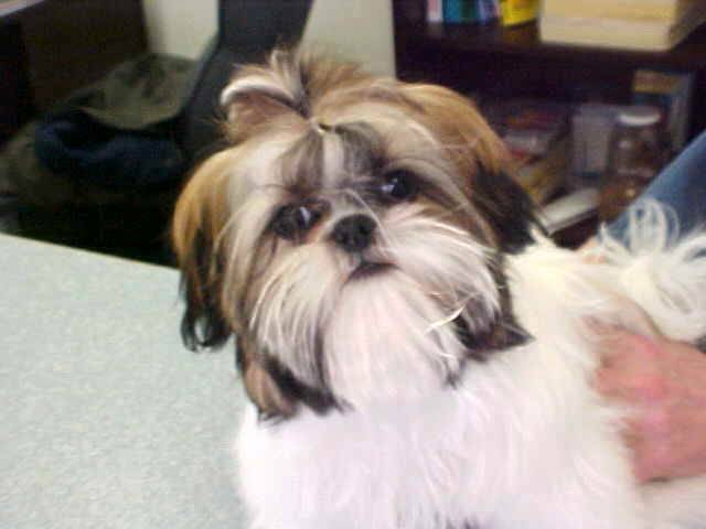 First grooming