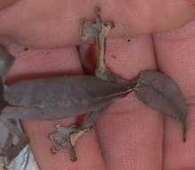 female back and tail