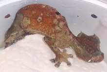 male 06