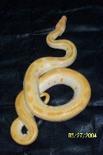 Albino Green Burmese Python