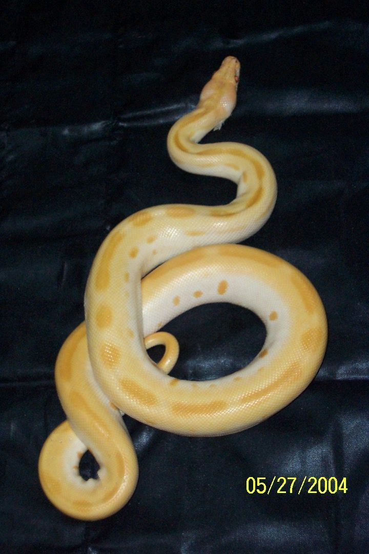 Albino Green Burmese Python