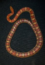 Corn Snake