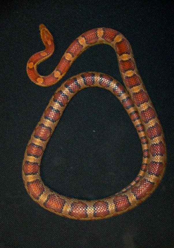 Corn Snake