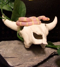 Albino King Snake(female)