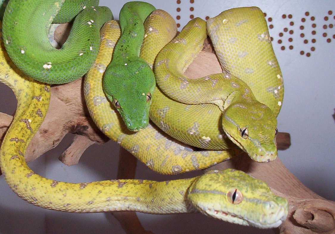ontogenic babies
