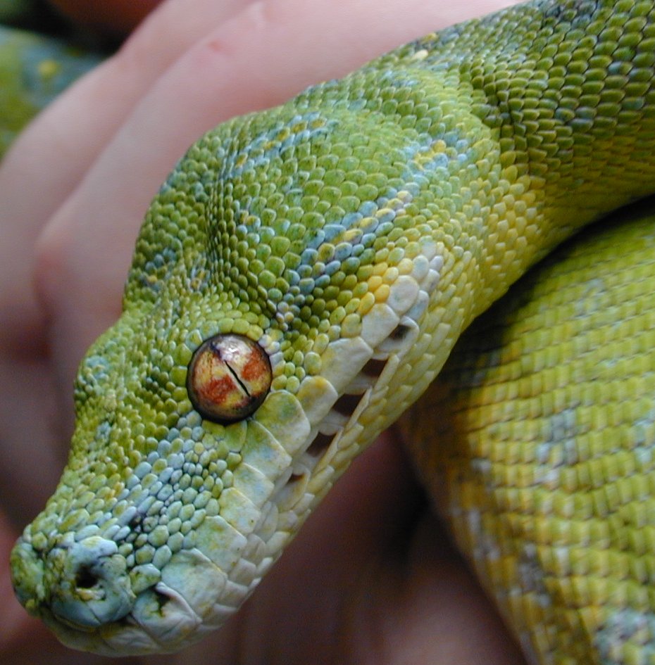 blue nose female