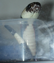 I'm a Big Scary Cobra! Really!