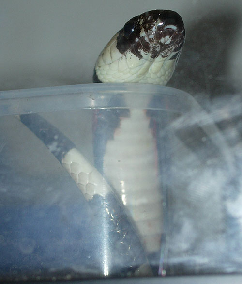 I'm a Big Scary Cobra! Really!