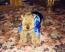 Dress up