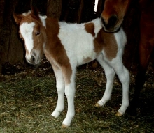 Queeni1dayold