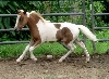 Queeni2months old