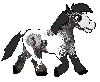 Blue roan pinto