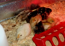 New Chicks