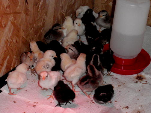 chicks march 4th