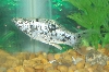 Domino proud Mama