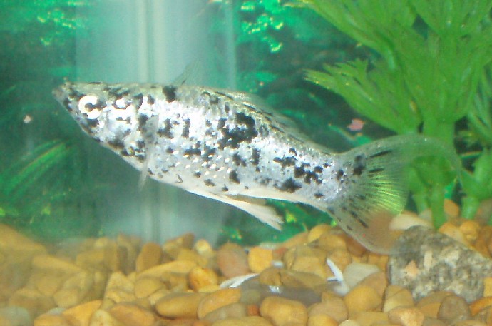 Domino proud Mama